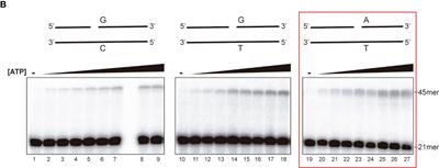 Corrigendum: The sole DNA ligase in Entamoeba histolytica is a high-fidelity DNA ligase involved in DNA damage repair